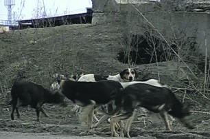 Бродячие псы устроили террор жителям Горловки
